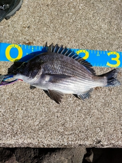 クロダイの釣果