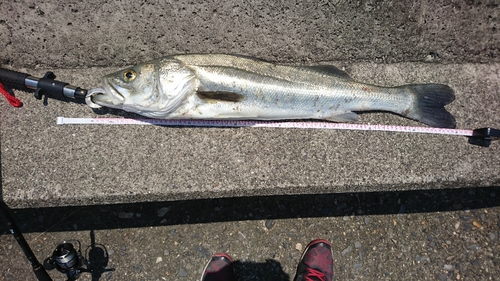 スズキの釣果