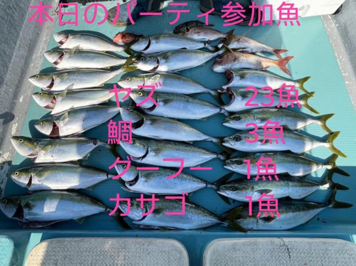 ヤズの釣果