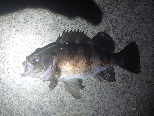 メバルの釣果