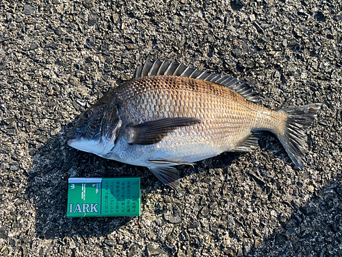 チヌの釣果