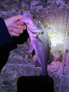 セイゴ（タイリクスズキ）の釣果