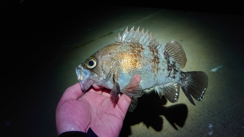 クロソイの釣果