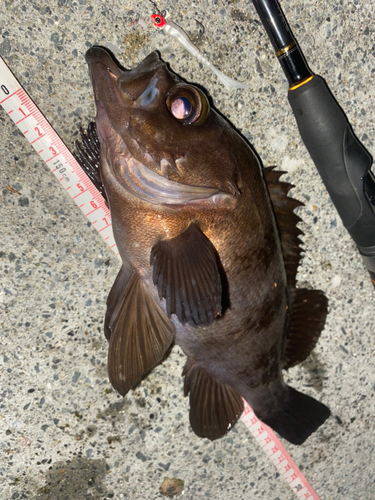 メバルの釣果