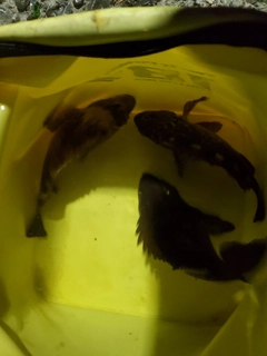 釣果