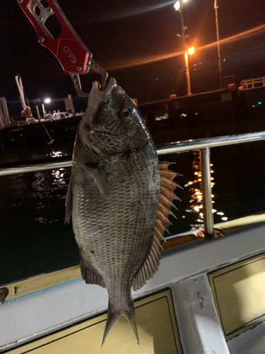 チヌの釣果