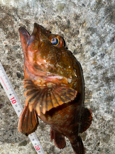 カサゴの釣果