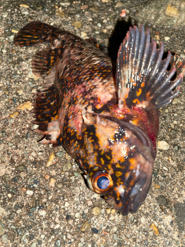 オウゴンムラソイの釣果