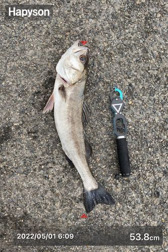 シーバスの釣果