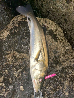 スズキの釣果