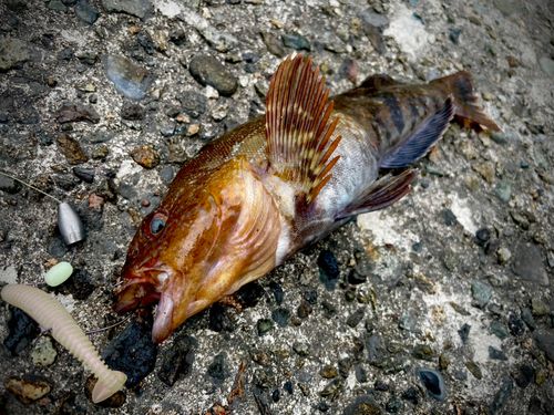 アイナメの釣果