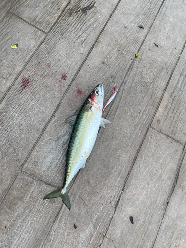 サバの釣果