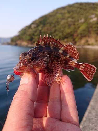 カサゴの釣果