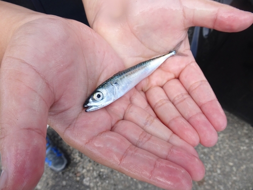 サバの釣果