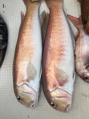 シロアマダイの釣果