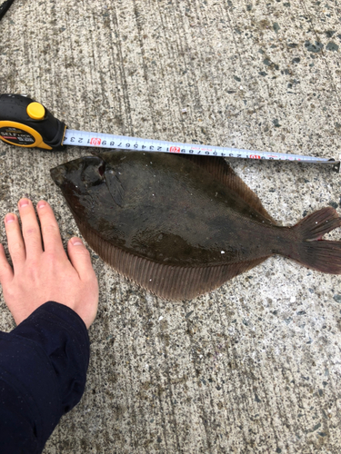 カレイの釣果