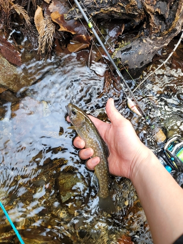 イワナの釣果