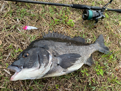 クロダイの釣果