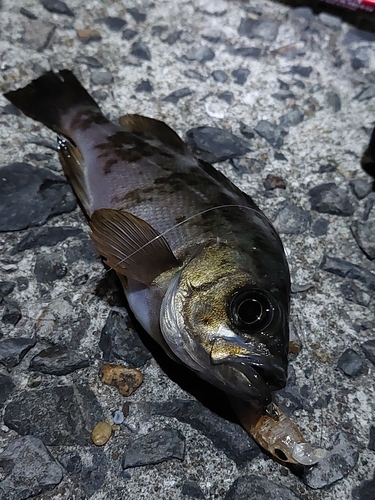 メバルの釣果