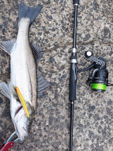 スズキの釣果