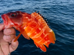 アカハタの釣果