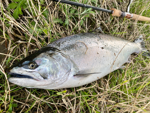 サクラマスの釣果