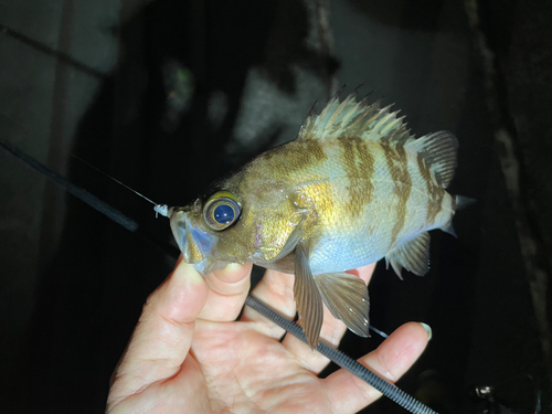 シロメバルの釣果