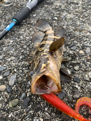 チャイロマルハタの釣果