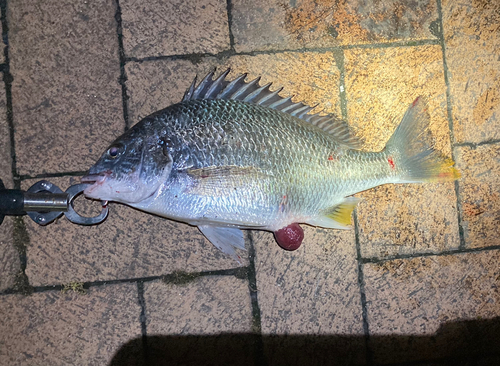 キビレの釣果