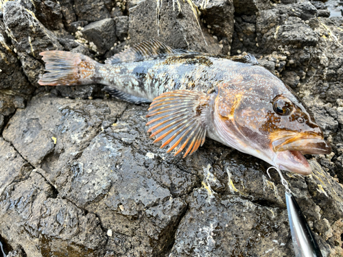 アブラコの釣果