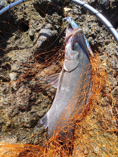 ヒラスズキの釣果