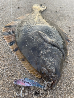 ヌマガレイの釣果