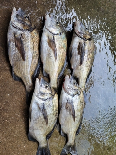 チヌの釣果