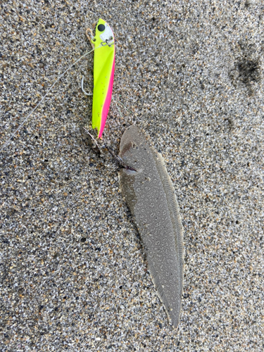 シタビラメの釣果