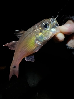 ネンブツダイの釣果