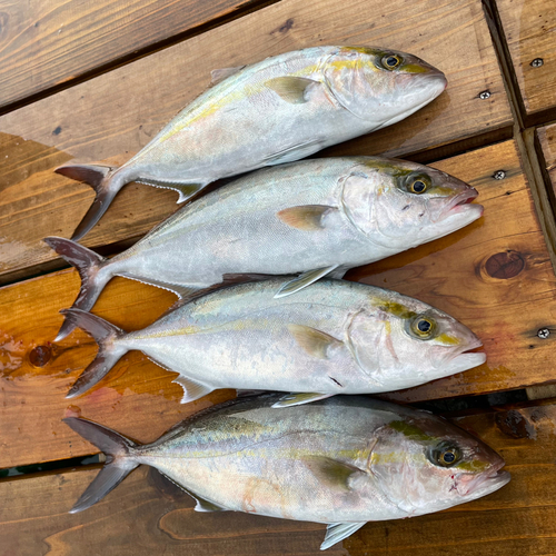 カンパチの釣果