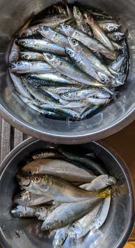 サバの釣果