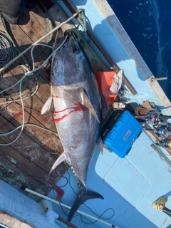 クロマグロの釣果