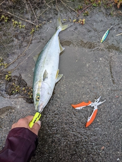 ワカシの釣果