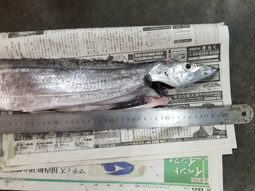 タチウオの釣果