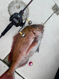 マダイの釣果