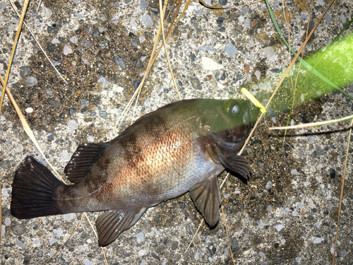 メバルの釣果