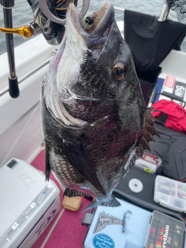 クロダイの釣果