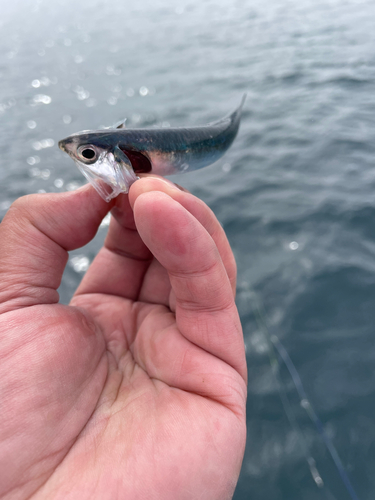 カタクチイワシの釣果