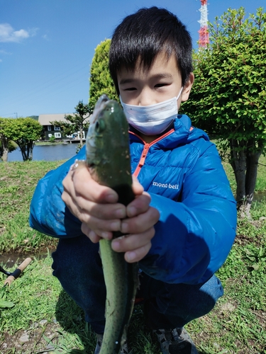 ニジマスの釣果