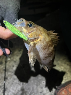 メバルの釣果