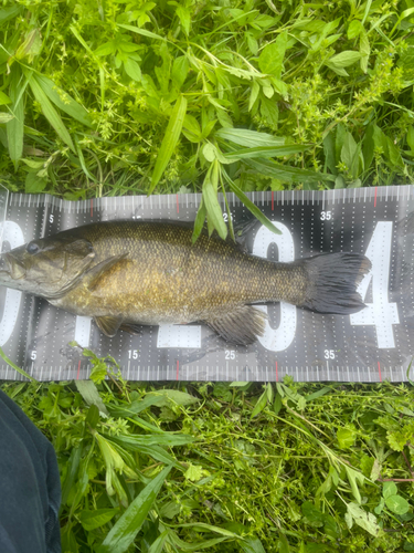 スモールマウスバスの釣果