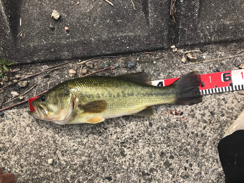 ブラックバスの釣果