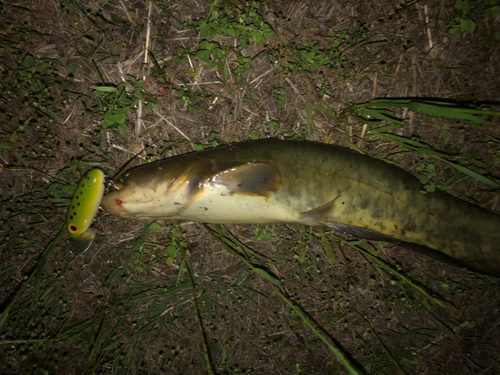 ナマズの釣果