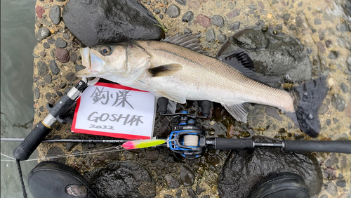 シーバスの釣果